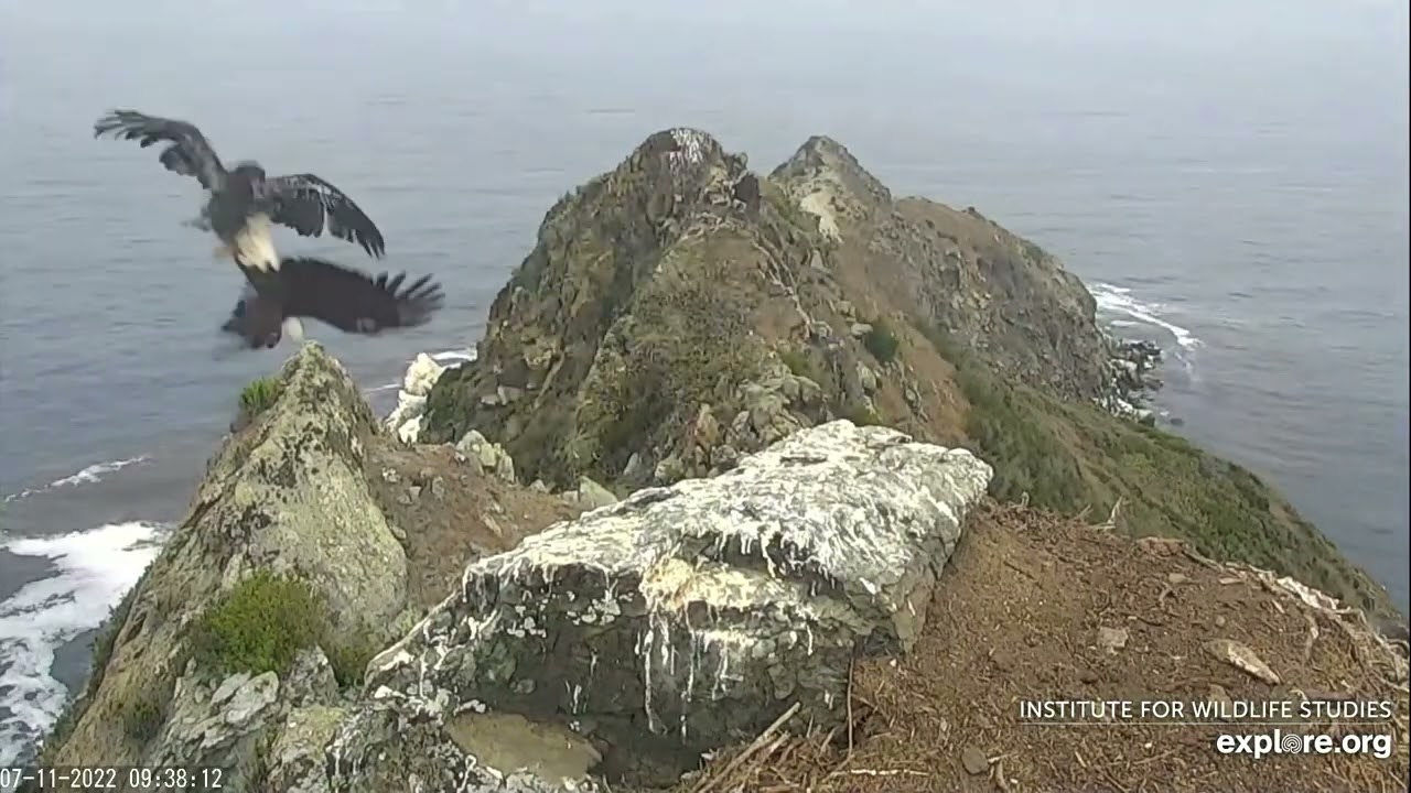 West End Nest - Thunder Takes the Intruding Juvenile for a Ride - 7/11/22