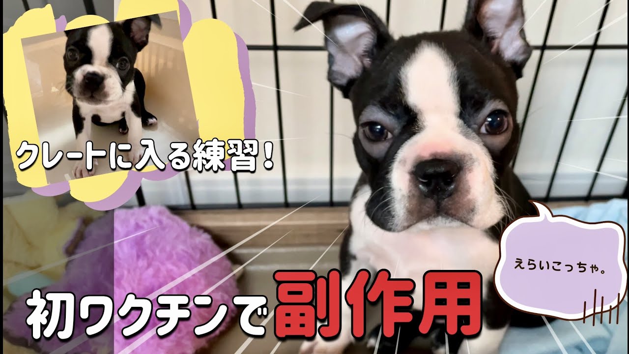 【ボストンテリア 子犬】初ワクチン後に副作用・クレート練習も頑張った YouTube