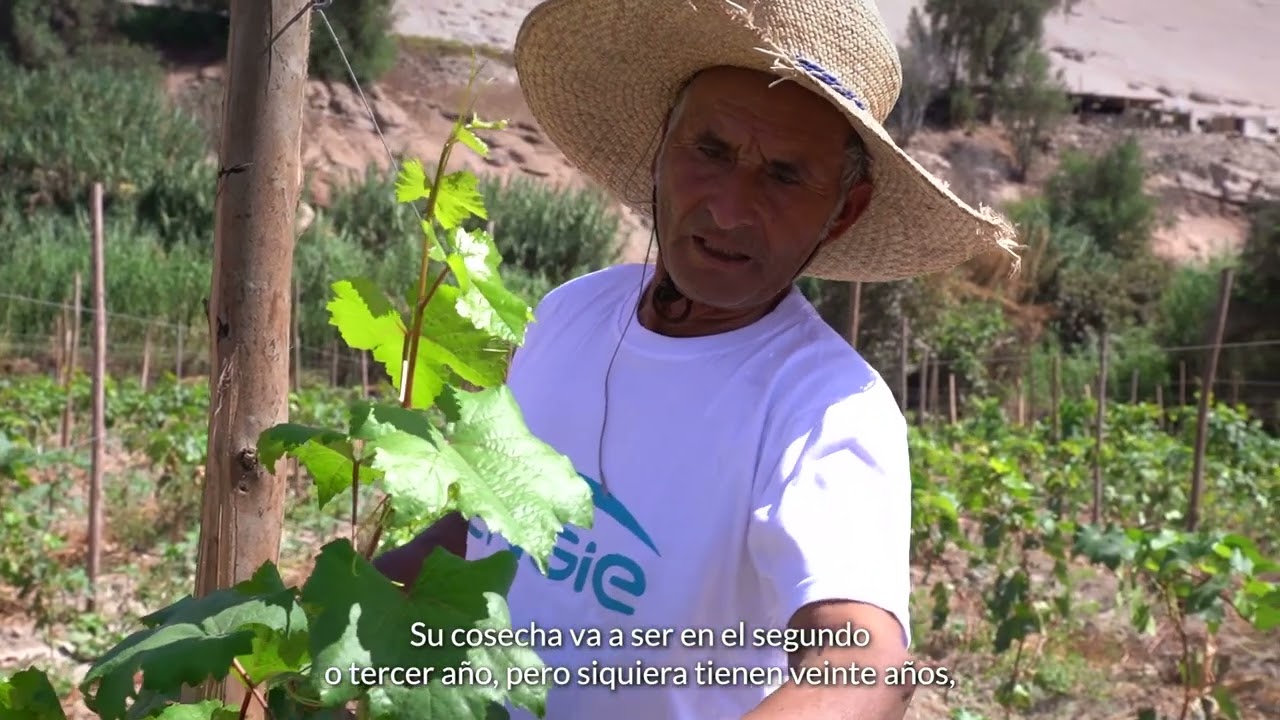 Programa de Cultivo de Uvas