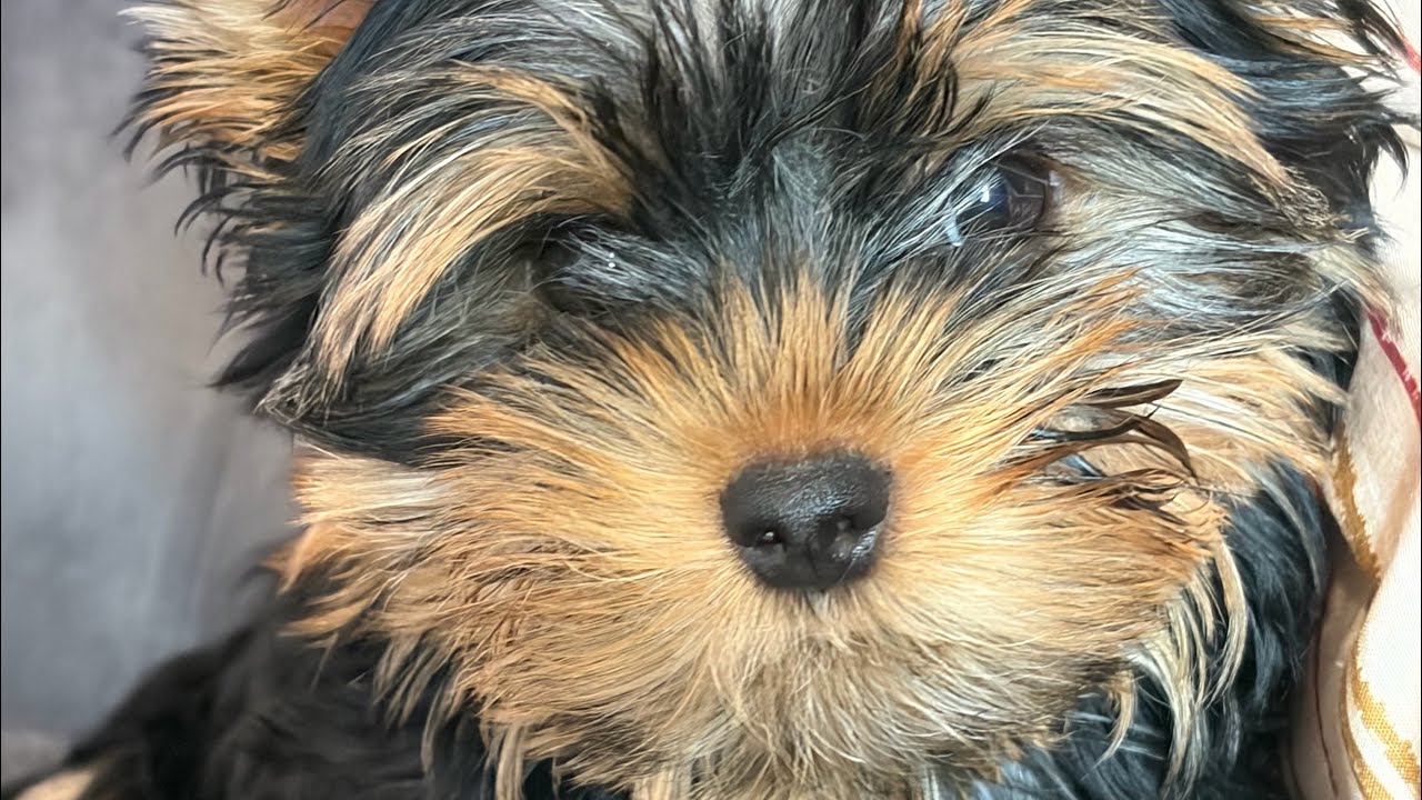 My dog playing 🐶🐾