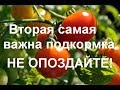 ВАЖНАЯ подкормка для увеличения урожая помидор и огурцов