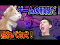【あつ森】撮影の邪魔をしてくる犬にブチギレ