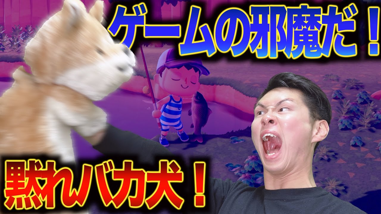 【あつ森】撮影の邪魔をしてくる犬にブチギレ