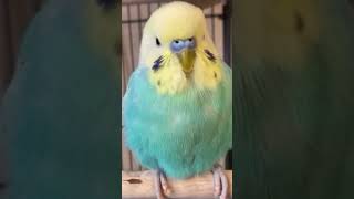 Mavi̇ş Diyen Muhabbet Kuşu