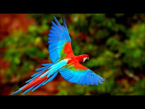 الشيخ امام يعيش اهل بلدى كاملة بجودة عالية 