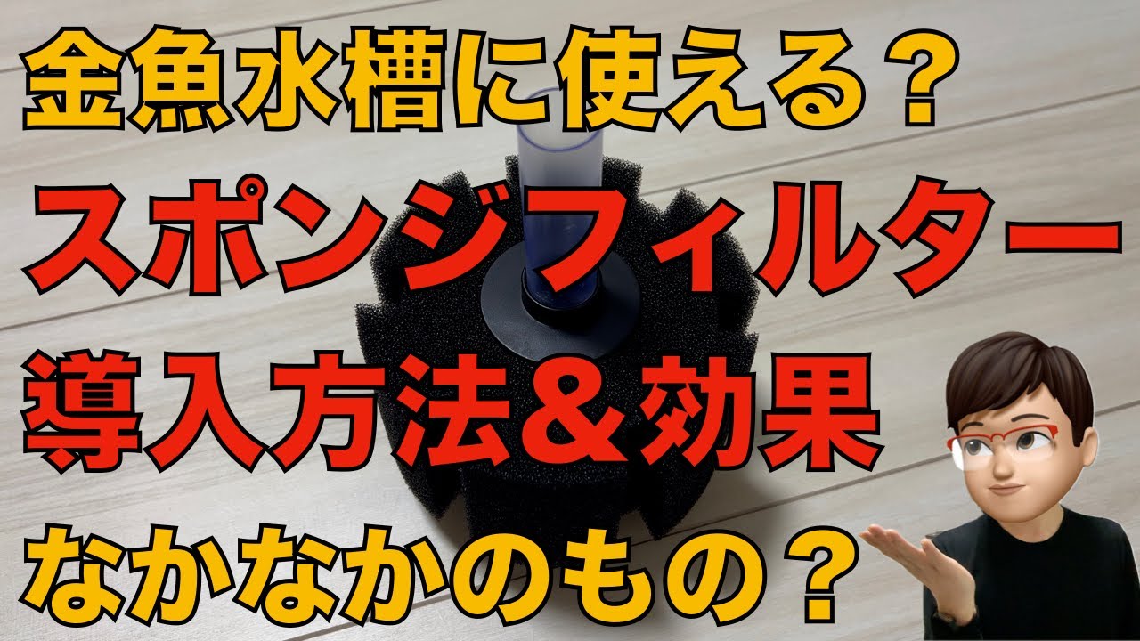 金魚水槽にスポンジフィルターを導入してみた！設置方法やファーストインプレッションを紹介