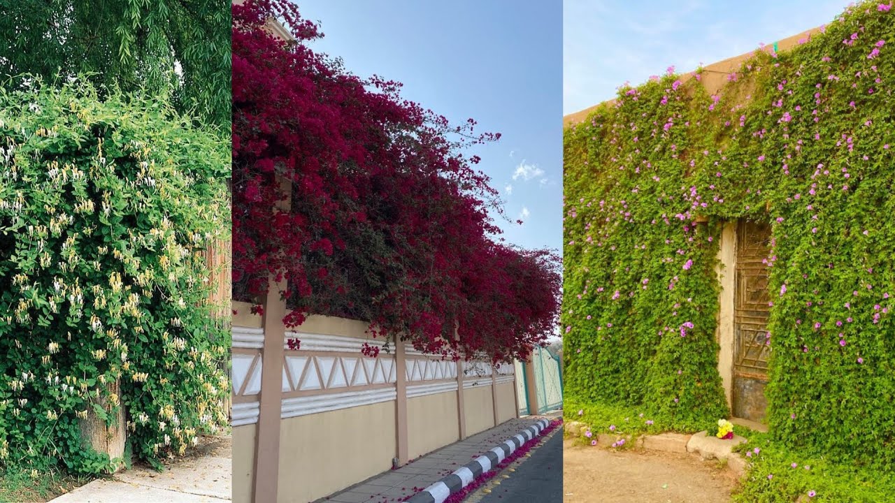 أفضل نباتات متسلقة دائمة الخضرة و سريعة النمو و مزهرة لتغطية حائط و جدار البيت و سياج الحديقة