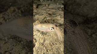 Opalescent Squid