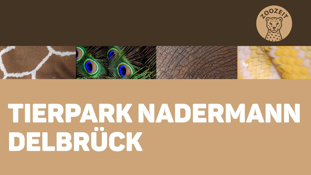 Tierpark Nadermann • Ein Zoo mit Campingplatz und Großkatzen!