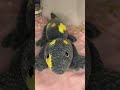 Crochet salamander 🦎🩶💛 #crochet #salamander #iloveit #cute #amigurumi #plushies #bigbaby