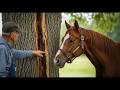 Horse Wouldn T Stop Warning Its Owner About A Tree The Truth Inside Was Terrifying