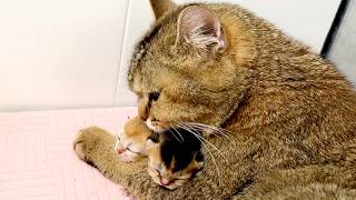 How tightly a mother cat hugs her meowing 4dayold kittens.