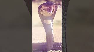 Camel Tears Could Help Save Human Lives - Pakistan news #shorts