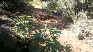 Medical Grow 2011