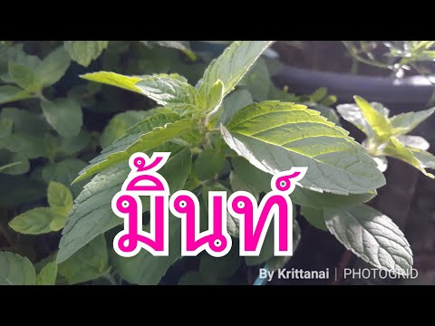 วีดีโอ: การดูแลสะระแหน่บนภูเขา – เรียนรู้เกี่ยวกับการดูแลต้นมินต์บนภูเขา