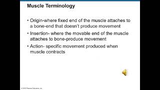 Ch 11 The Muscular System