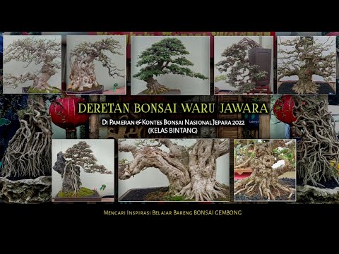 Bonsai Waru di Pameran dan Kontes bonsai nasional Jepara Kelas Bintang