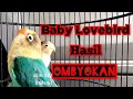 Pancingan dan Rangsangan Untuk Lovebird mecah milet agar cepat bunyi