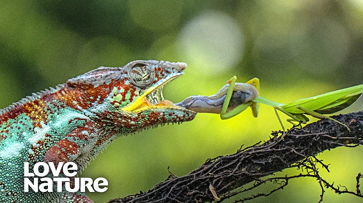 Chameleon’s Tongue Catches Prey in Slow-motion | Love Nature