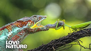 Chameleon’s Tongue Catches Prey in Slow-motion | Love Nature