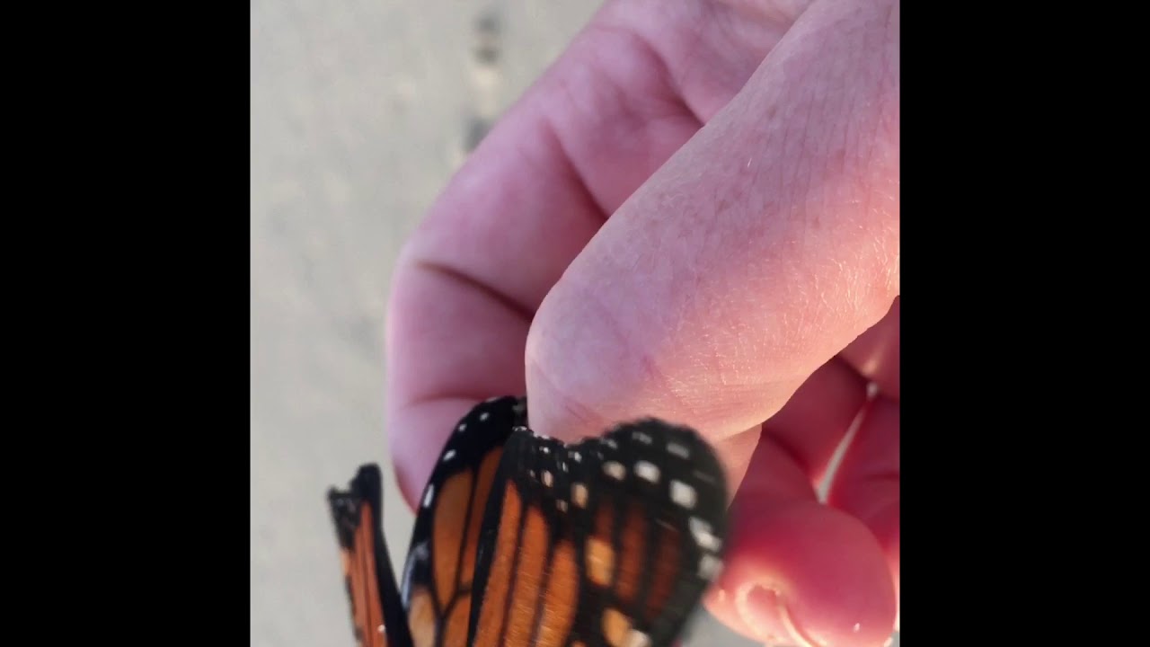 Saving a Butterfly - YouTube