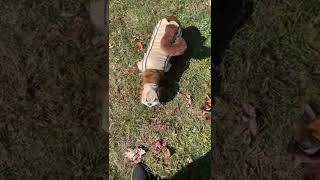 Heidi The Chip Monk: Dog Halloween Costume 2