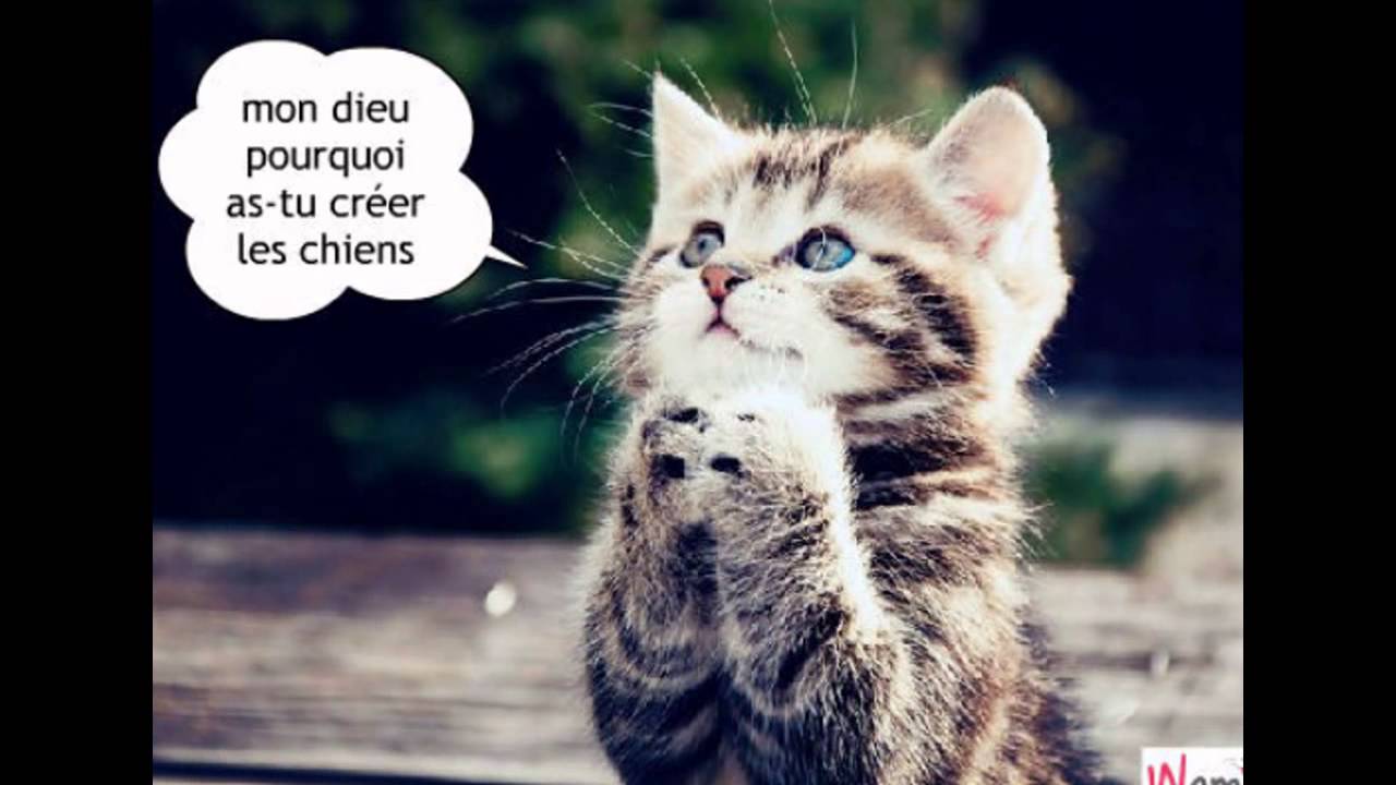 Chats qui parlent - YouTube