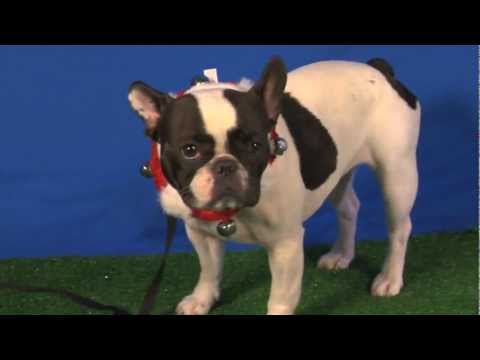 Cute Little Bully Dog Daisy Is No Bully In Talent Hounds Audition