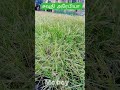 சவுதியில் விவசாயமா?/#agriculture #saudiarabia #shorts @anandammuvlogs #saudivlogs #tamilstatus
