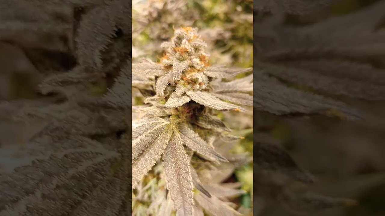 Harvest day. black cherry punch