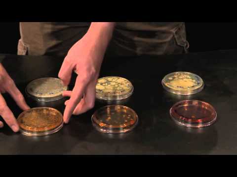 Instructional Video - Counting Colonies
