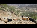 Nomadic Life in Iran: Nomadic Adventure | Nomads Migrate to Nature and Mountains for Warm Weather