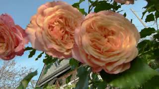 видео: Как подготовить розы первого года к зиме(посадка весна 2020года) картинка: Как подготовить розы первого года к зиме(посадка весна 2020года)