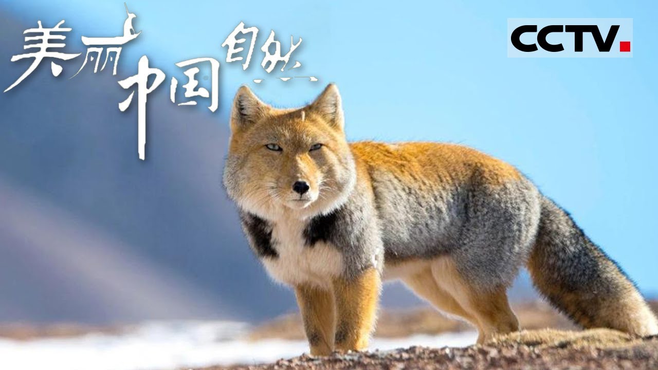 【ENG】拥有“厌世脸”的藏狐 它们看起来憨憨的 喜感十足！《美丽中国自然》冰雪川西系列【CCTV纪录】