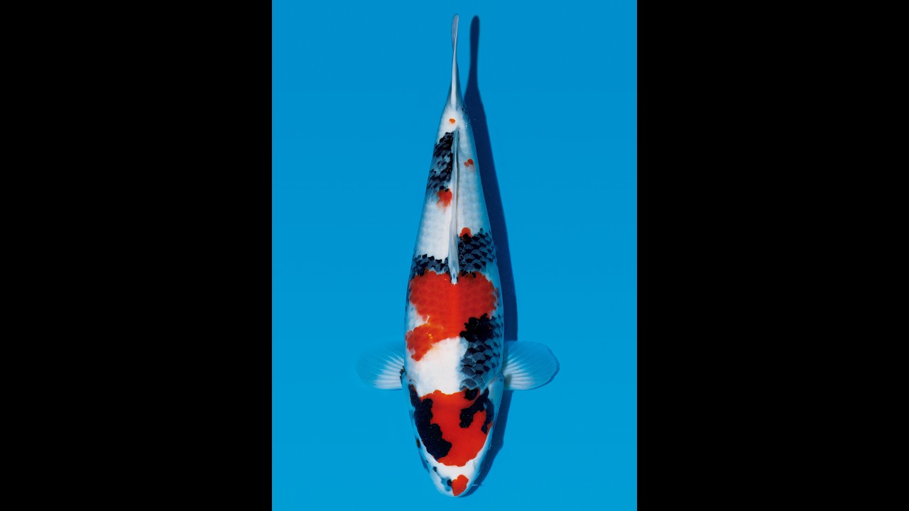 Flash report on current entry availability for the 6th Saka Koi