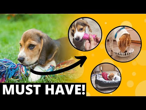 Video: Pasirinkus geriausius „Beagle“priedus - 6 dalykus, kuriuos turite žinoti