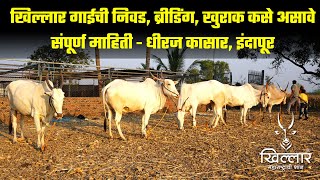 खिल्लार गाईची निवड, ब्रीडिंग, खुराक कसे असावे संपूर्ण माहिती | Khillar Maharashtrachi Shaan 2023