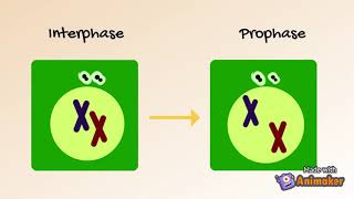 Mitosis of Plant Cell