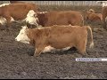 Под Красноярском сотни коров мучаются в грязи и ужасных условиях