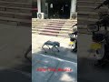 Hardware tool accessories   Robot Dog Bounce