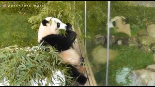 ガラスにうつった自分の姿にびっくりしてフリーズ Giant Panda Saihin Is Surprised At Oneself Who Moved To Glass Youtube ガラスにうつった自分の姿にびっくりしてフリーズ Giant Panda Saihin Is Surprised At Oneself Who Moved To Glass Youtube