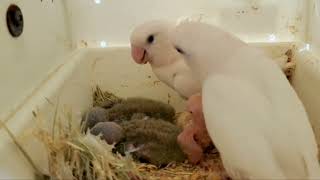 Download Lagu African Lovebirds Nest Box Vibes 🪶 | Agapornis Natural Sounds \u0026 Cute Activities MP3 Download Lagu African Lovebirds Nest Box Vibes 🪶 | Agapornis Natural Sounds \u0026 Cute Activities MP3