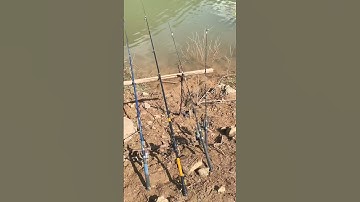 Câu cá sông tự nhiên #cauca #huongdancauca #câucá #fishing #xuhuong