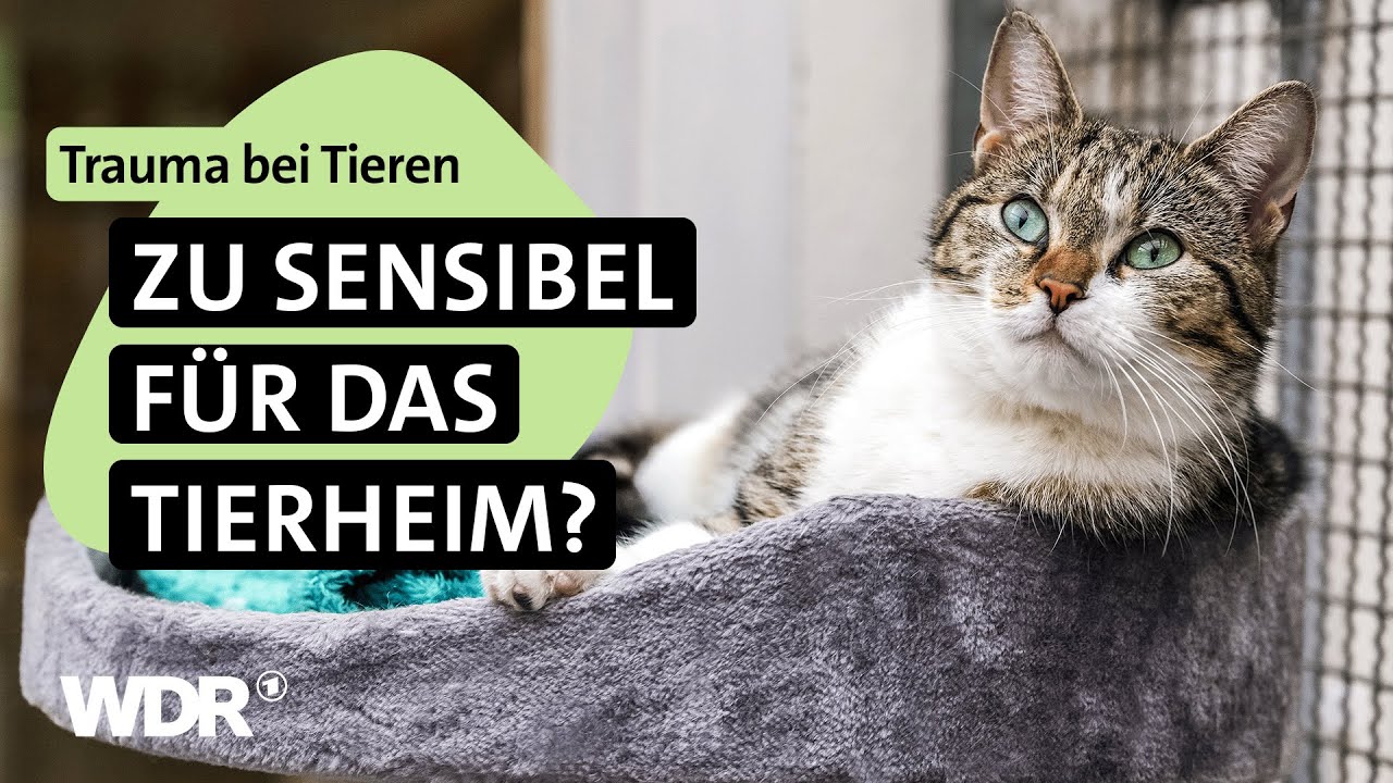Tiere im Dauerstress: Gebrochene Herzen & leise Hoffnung | S04/E03 | Hallo Tierheim! | WDR