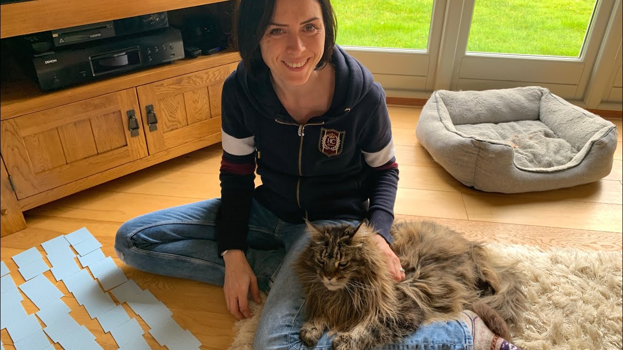 Do Maine Coons Need A Companion? YouTube