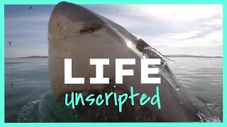 Mutilated by Shark & Loving Life | Life Unscripted