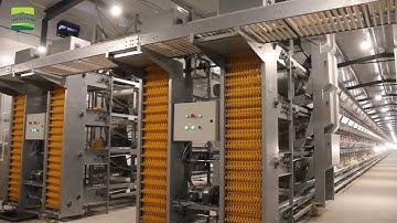 Automatic egg collector | chicken farm