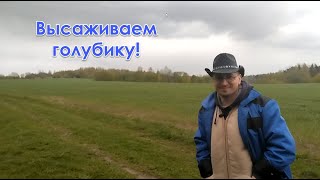 Дачные истории. Посадка голубики!