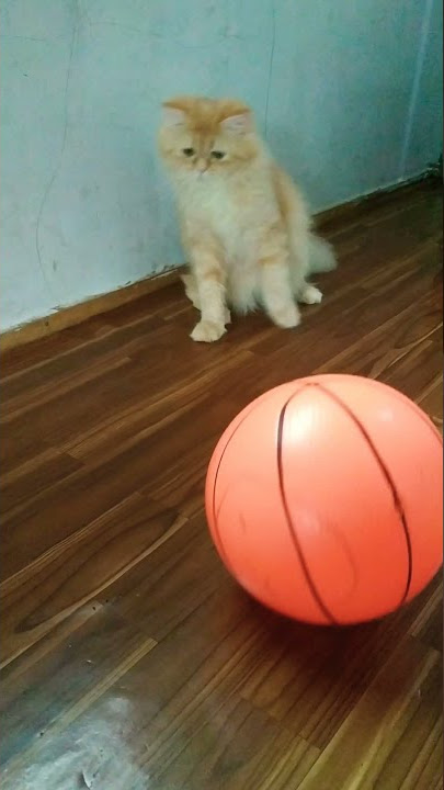 kucing main bola