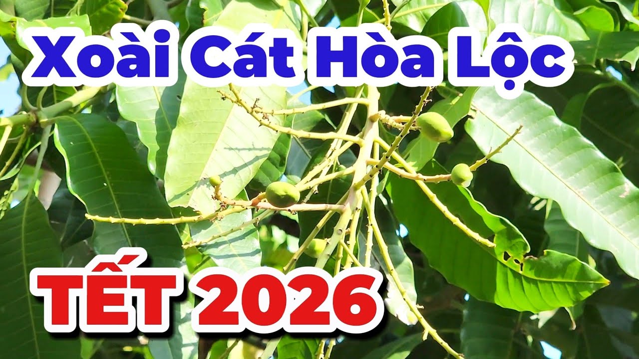 Xoài Cát Tết 2026 |Gốc Cù Lao| #0986289491 #gocculao 